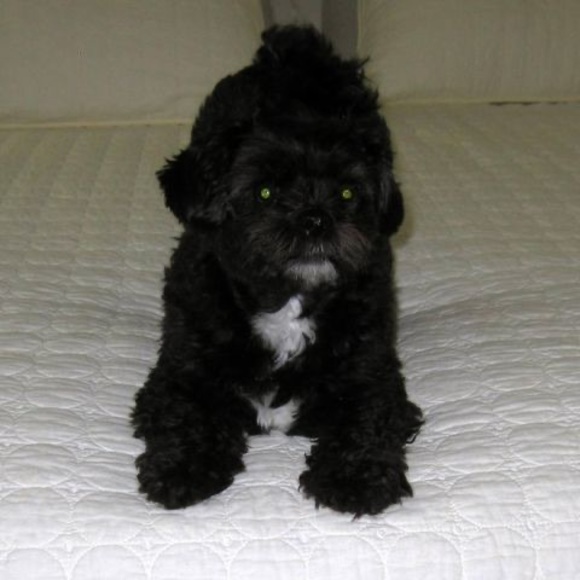 Meet your Posher, Darlene - Picture 1 of 1